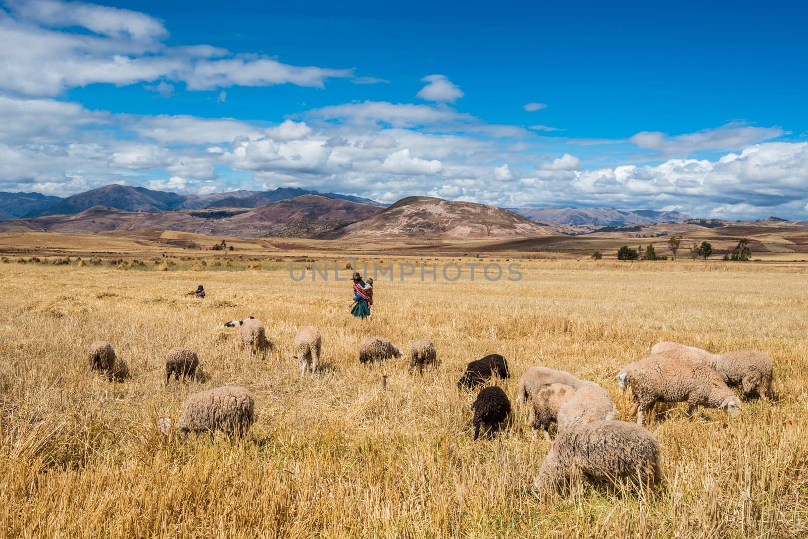 woman shepherd in the peruvian Andes at Cuzco Peru