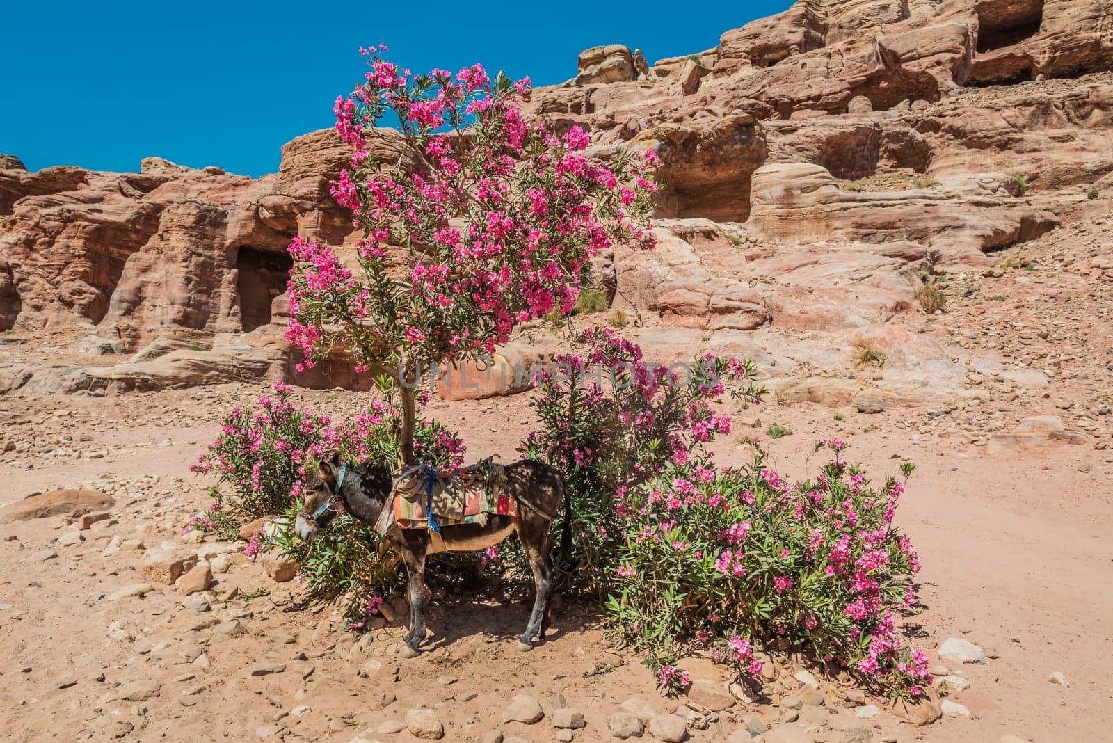 donkey in nabatean petra jordan middle east