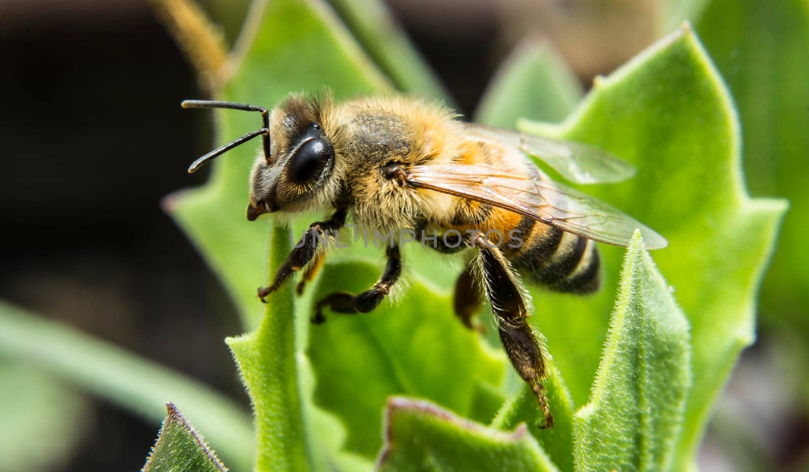 Detail and approach to a bee that seems to be staring at the camera