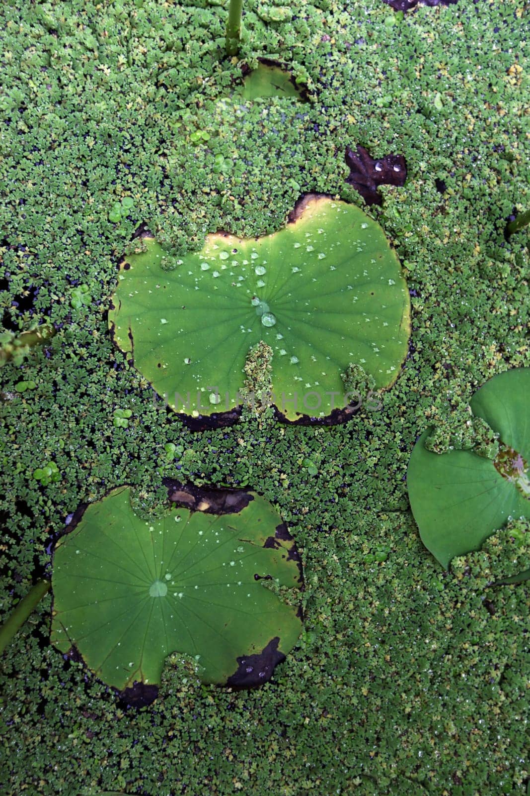 A water lily pool at Wat Chiang Man in Chiang Mai in Chiang Mai Province in northern Thailand in South East Asia.