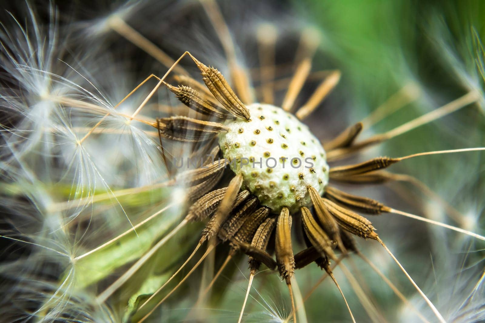 Detail of a dandelion without his seeds