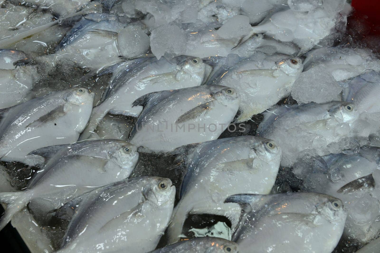 Fresh fish at the Day Market in the capital Phuket Town on the island of Phuket in the south of Thailand in South East Asia.