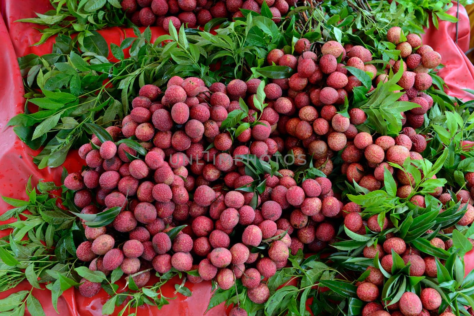 Lechee Fruechte at a stall on the island of Phuket in the south of Thailand in South East Asia.