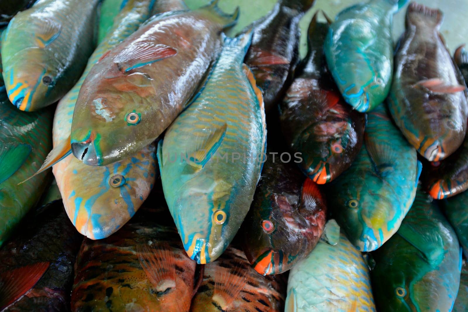 Fresh papagai fish at a seafood restaurant on Rawai Beach on Phuket Island in southern Thailand in South East Asia.