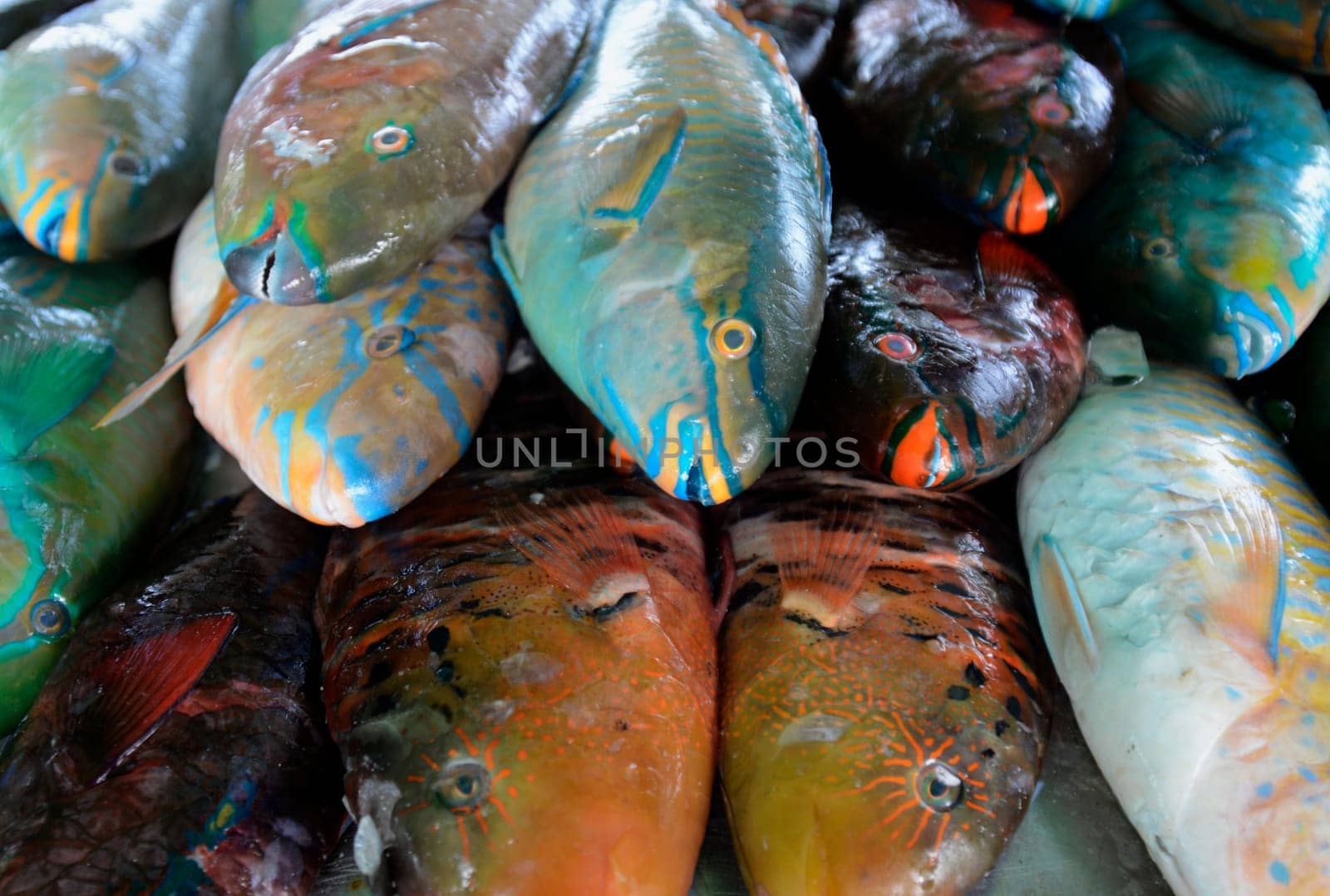 Fresh papagai fish at a seafood restaurant on Rawai Beach on Phuket Island in southern Thailand in South East Asia.