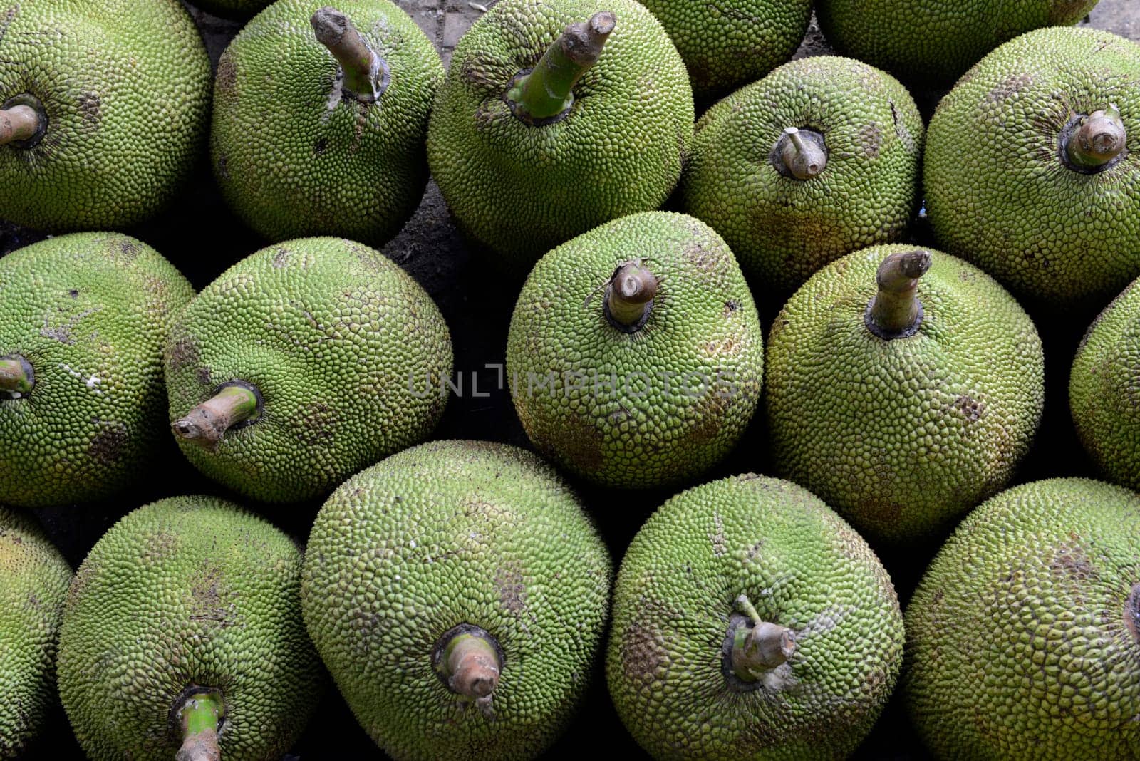 Jackfruit Fruechte at the Day Market in the capital Phuket Town on the island of Phuket in the south of Thailand in South East Asia.