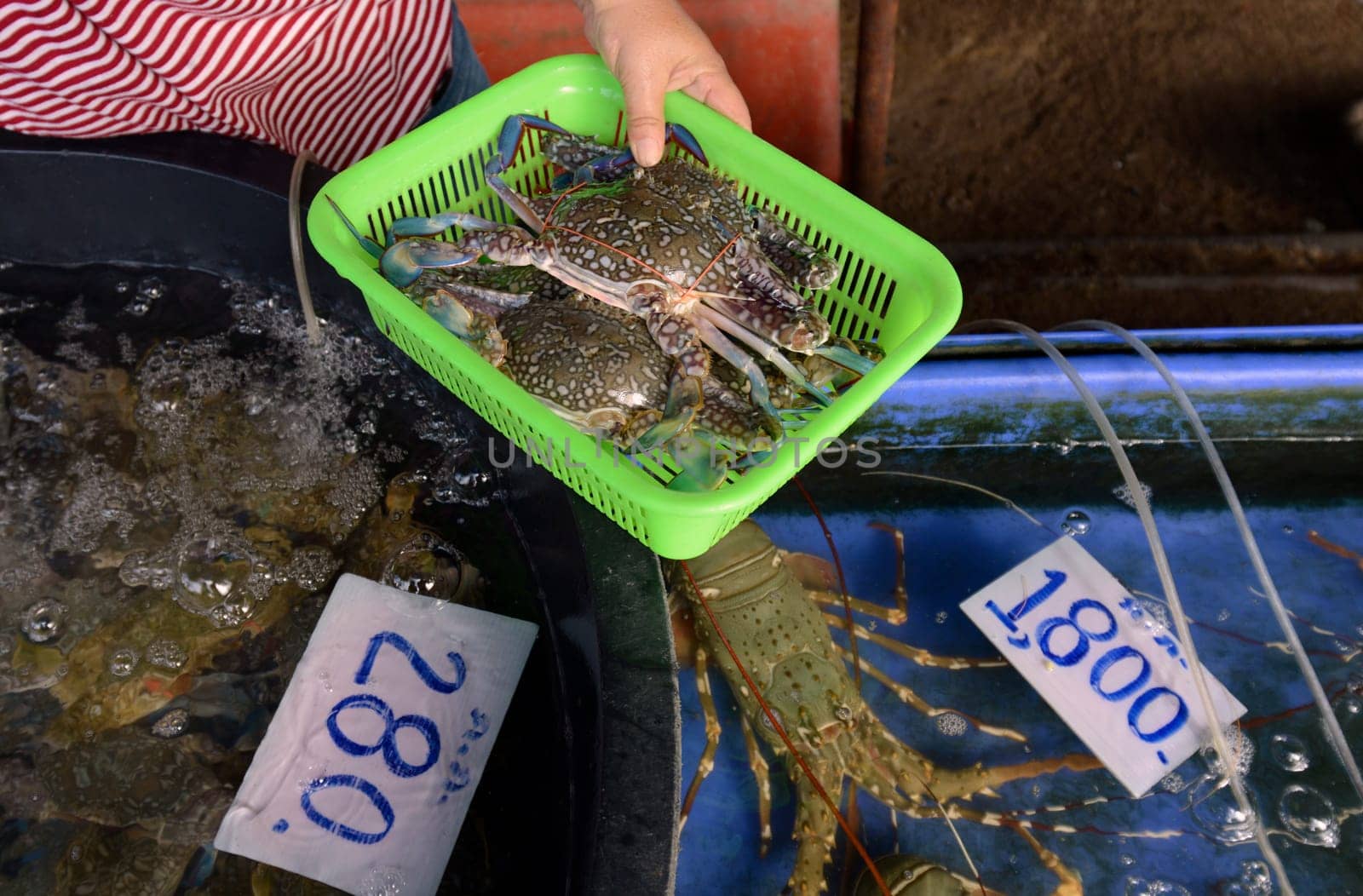 Fresh crab in a restaurant on Rawai Beach on The Island of Phuket in the south of Thailand in South East Asia.