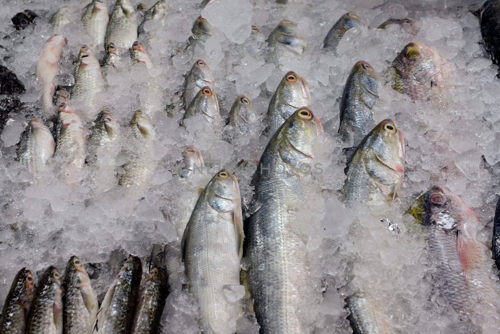 Fresh fish at the Day Market in the capital Phuket Town on the island of Phuket in the south of Thailand in South East Asia.