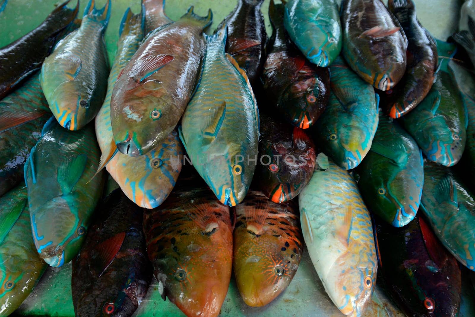 Fresh papagai fish at a seafood restaurant on Rawai Beach on Phuket Island in southern Thailand in South East Asia.