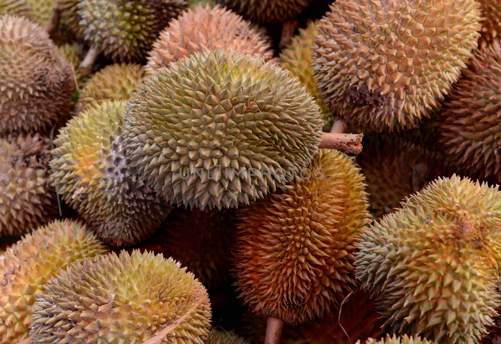 Durian Fruechte at the Day Market in the capital Phuket Town on the island of Phuket in the south of Thailand in South East Asia.