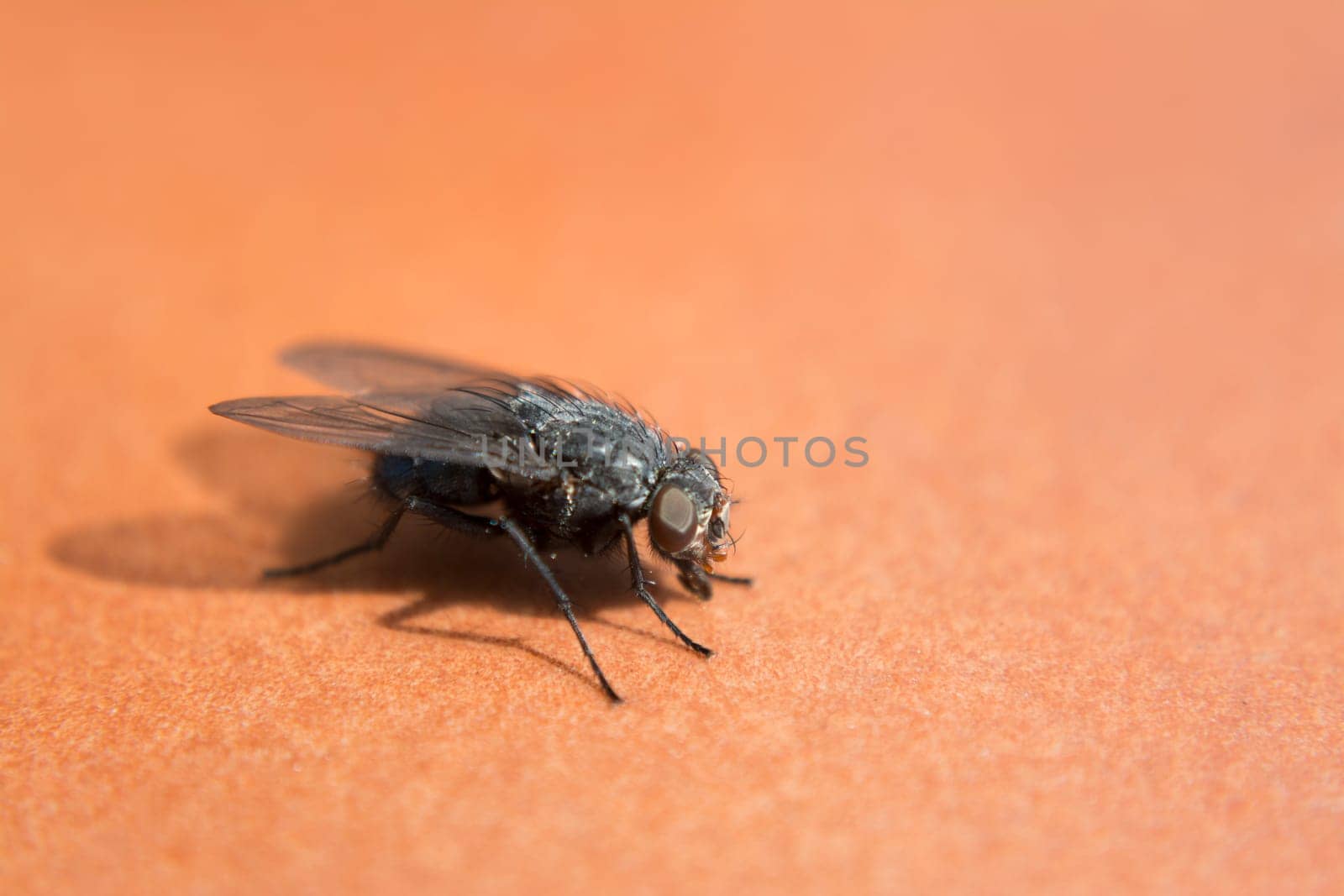 Still fly with reddish background