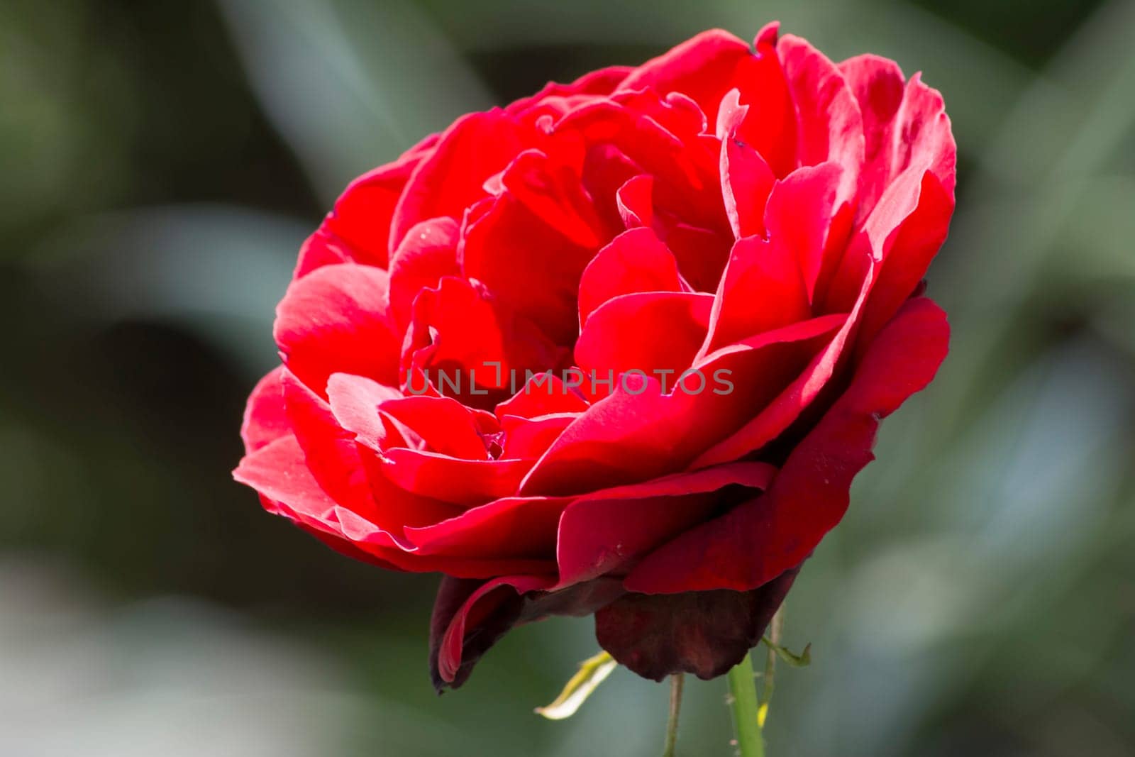 Detail to rose growing with a blurred background
