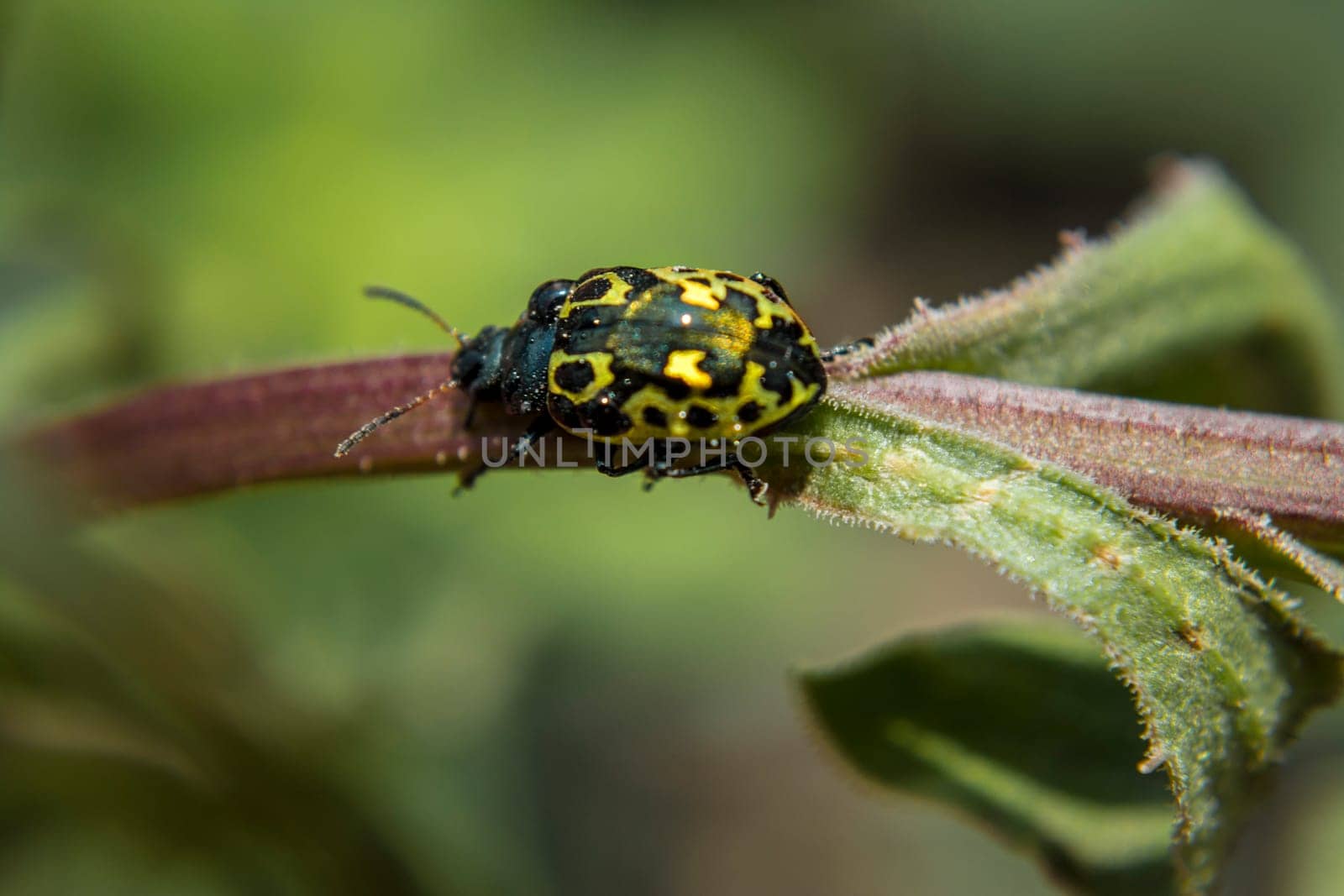 Golden ladybug in the middle of two leafs of a plant pot