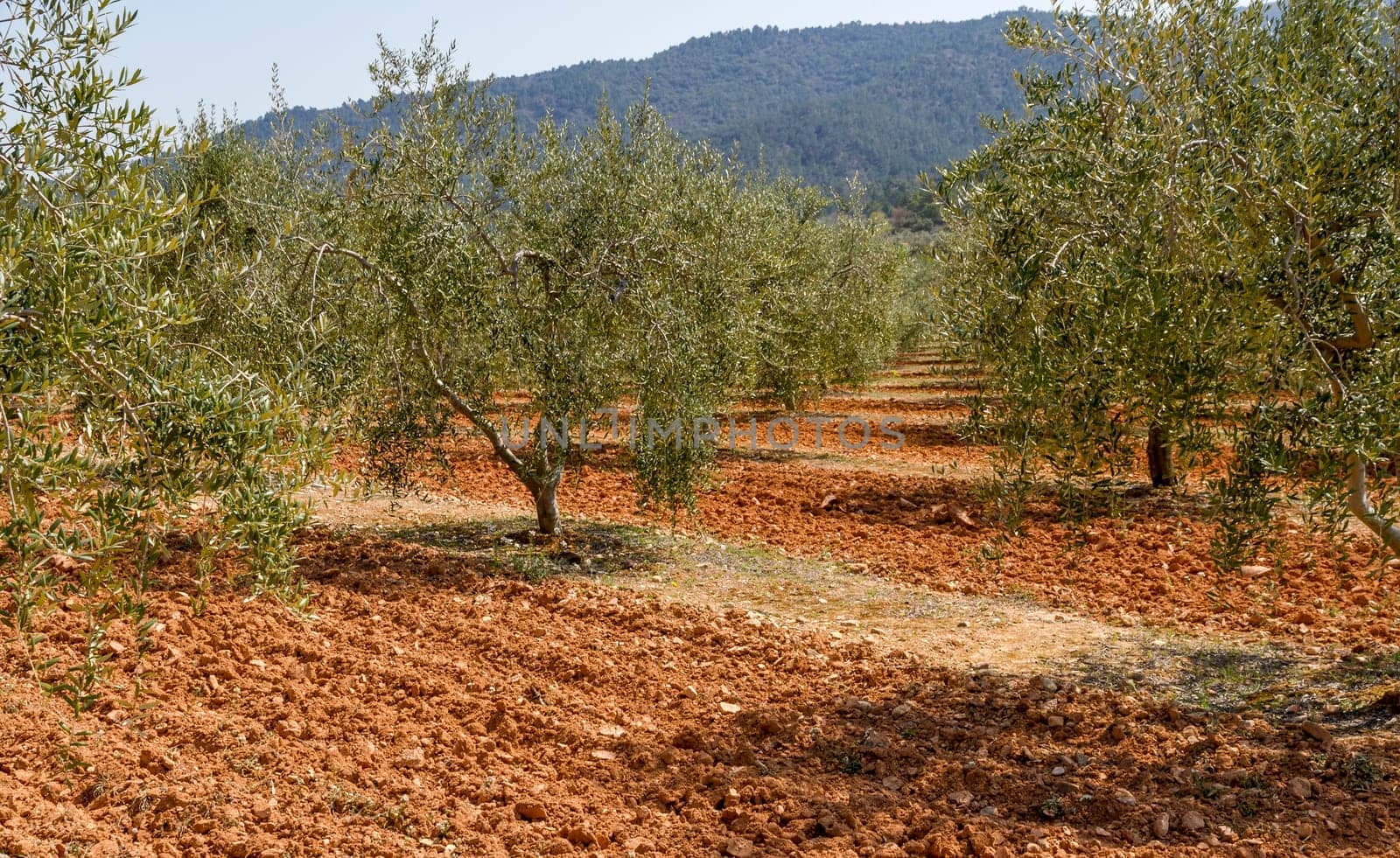 Olive groves, designation of Catalan origin in Tarragona, the Spanish oil