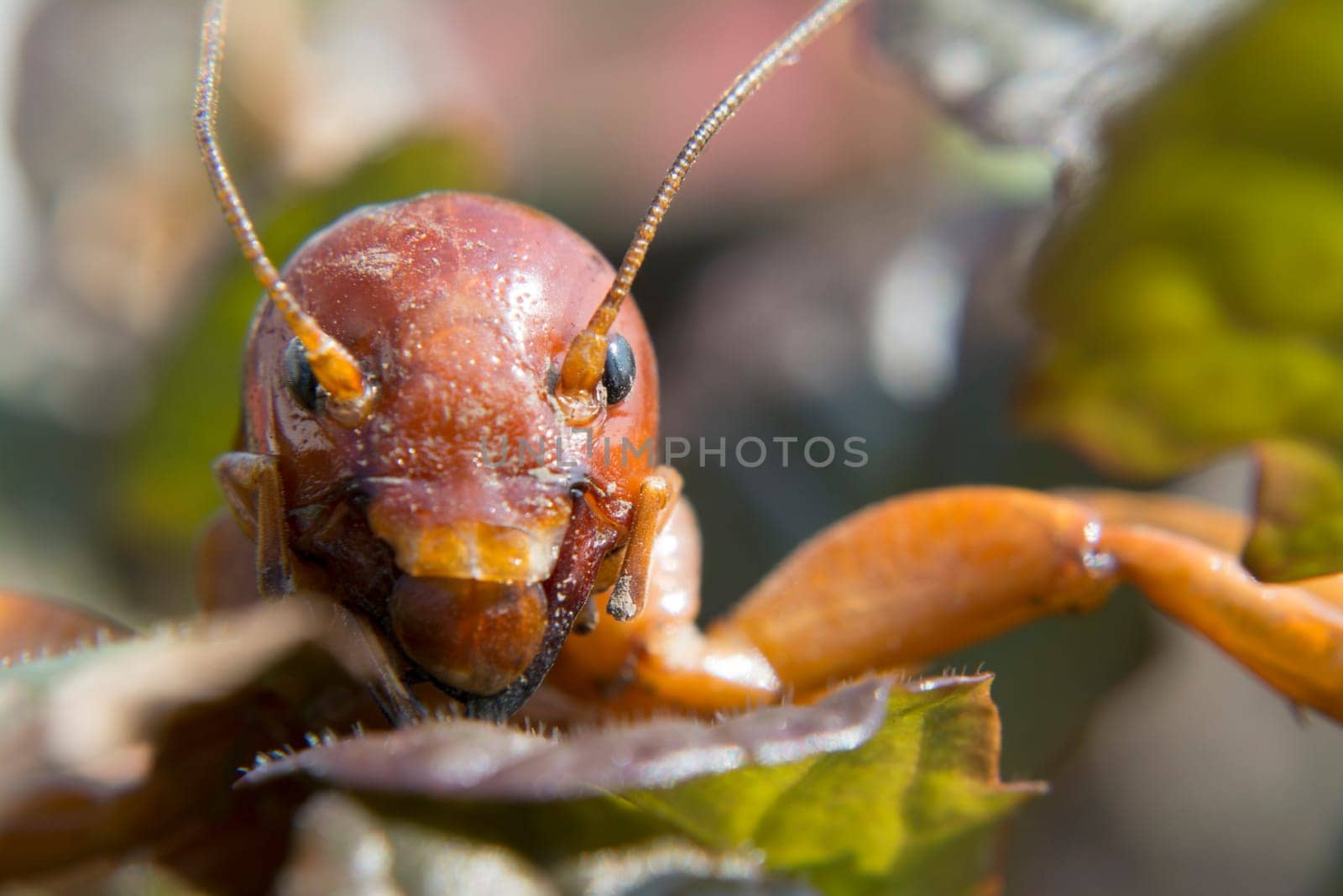Jerusalem crickets in face detail