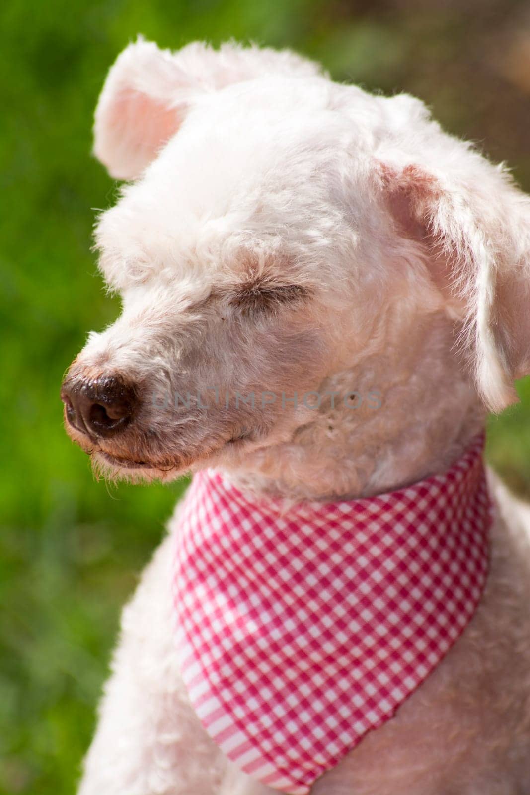Detail to French Poodle with the expression become sleepy and dull.