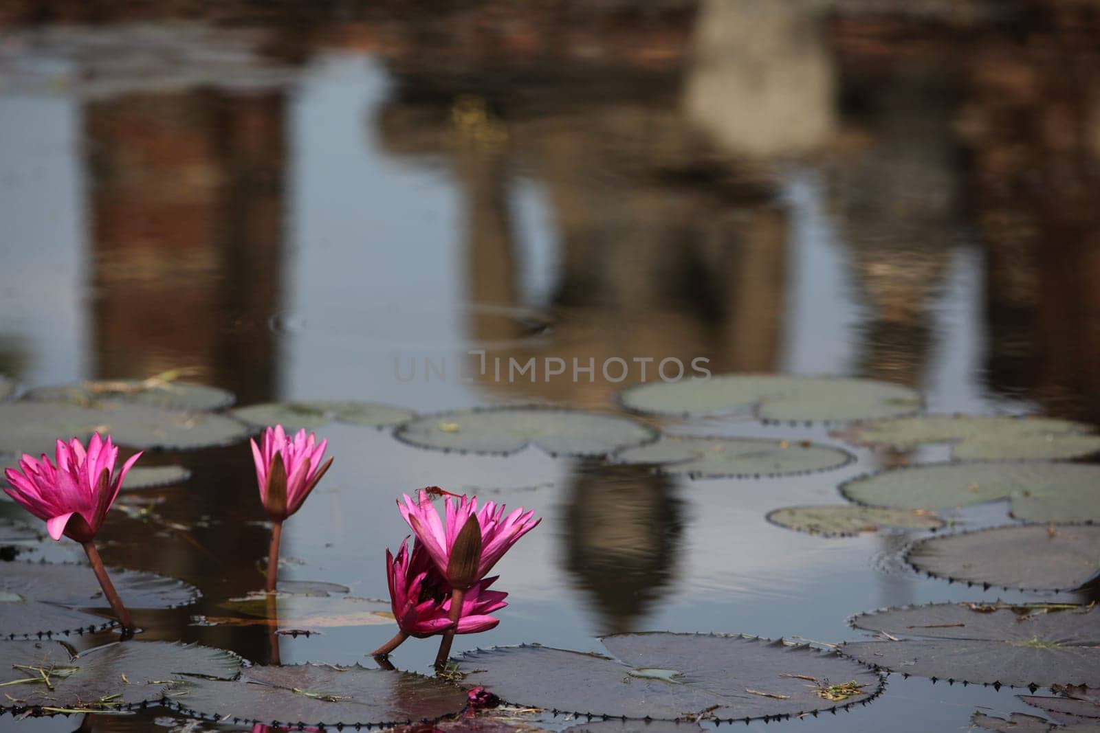 A Buddha figure is reflected in the Lotus Flower Pool at Wat Mahathat Temple in the Temple Complex of Alt Sukhothai in Sukhothai Province in northern Thailand in South East Asia.