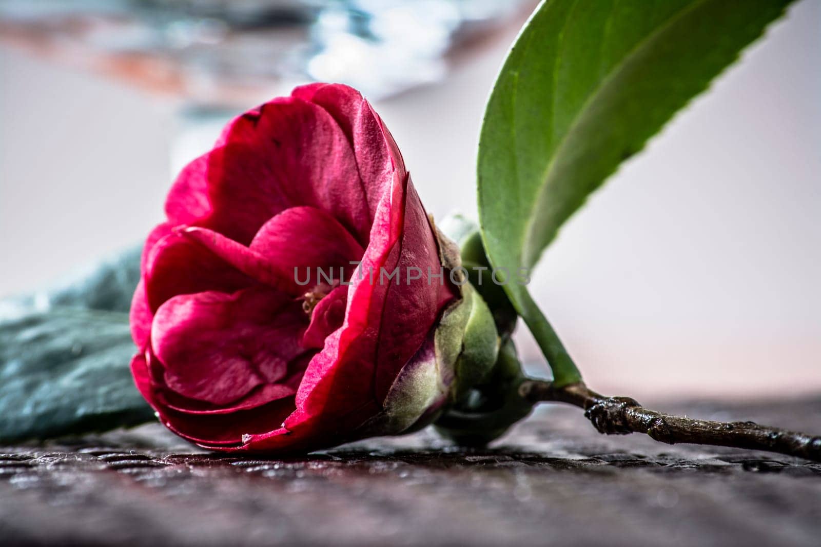 Camellia flower with great detail and contrast