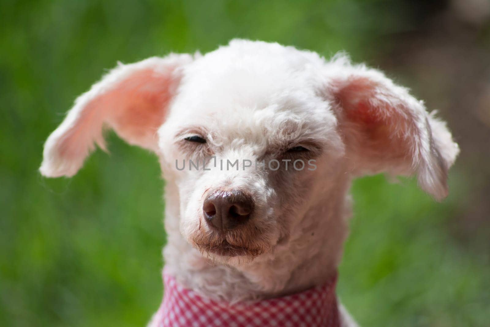 Portrait of French Poodle with the expression become sleepy and dull.