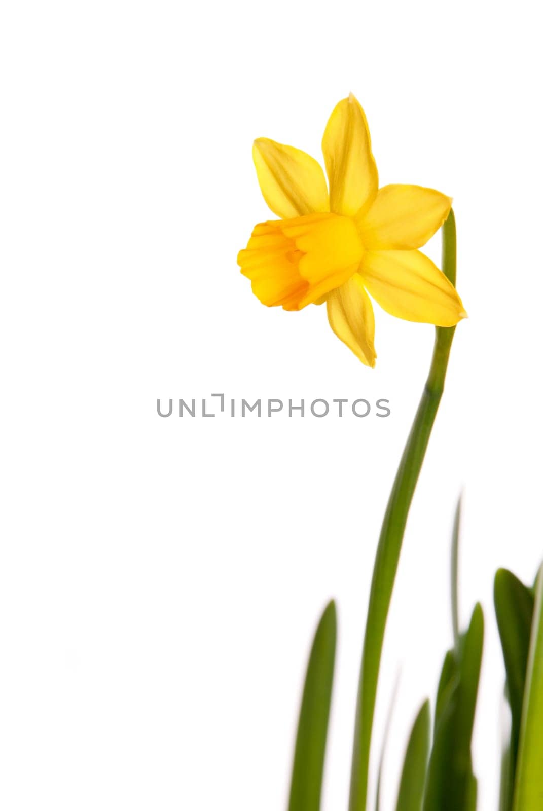 Yellow Daffofil or Narcisse as Easter or Spring Background, Isolated