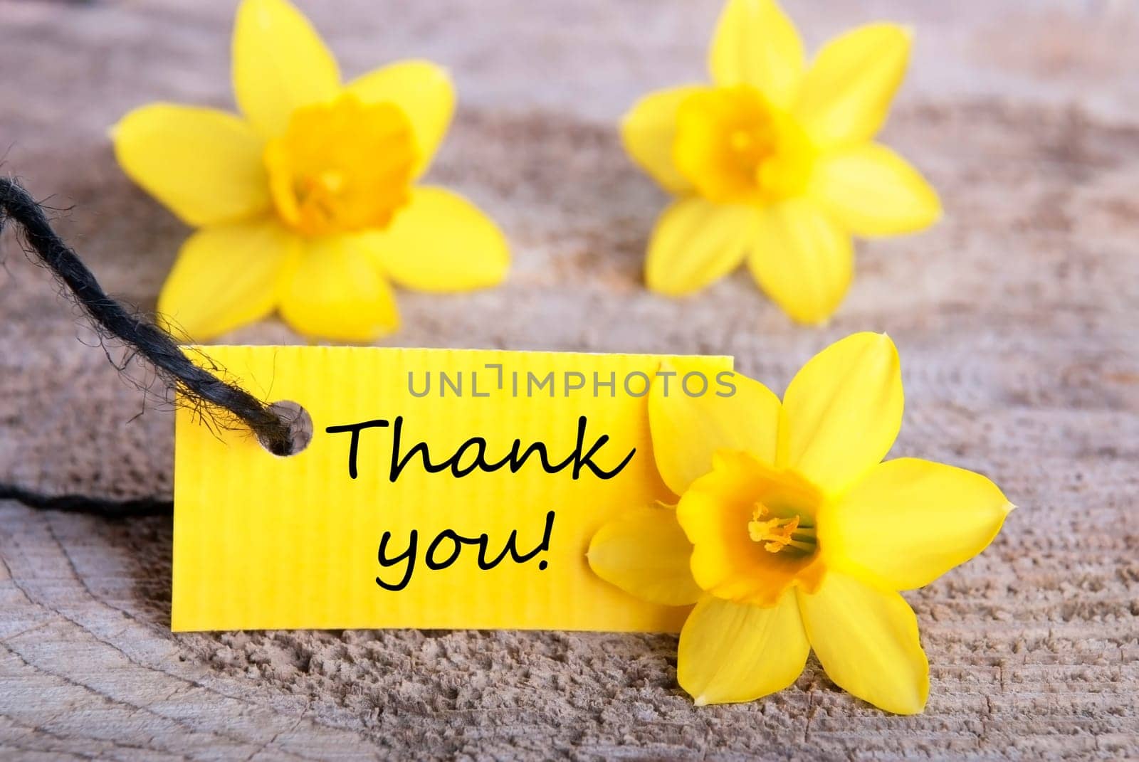 Label with Thank You and Yellow Narcisses