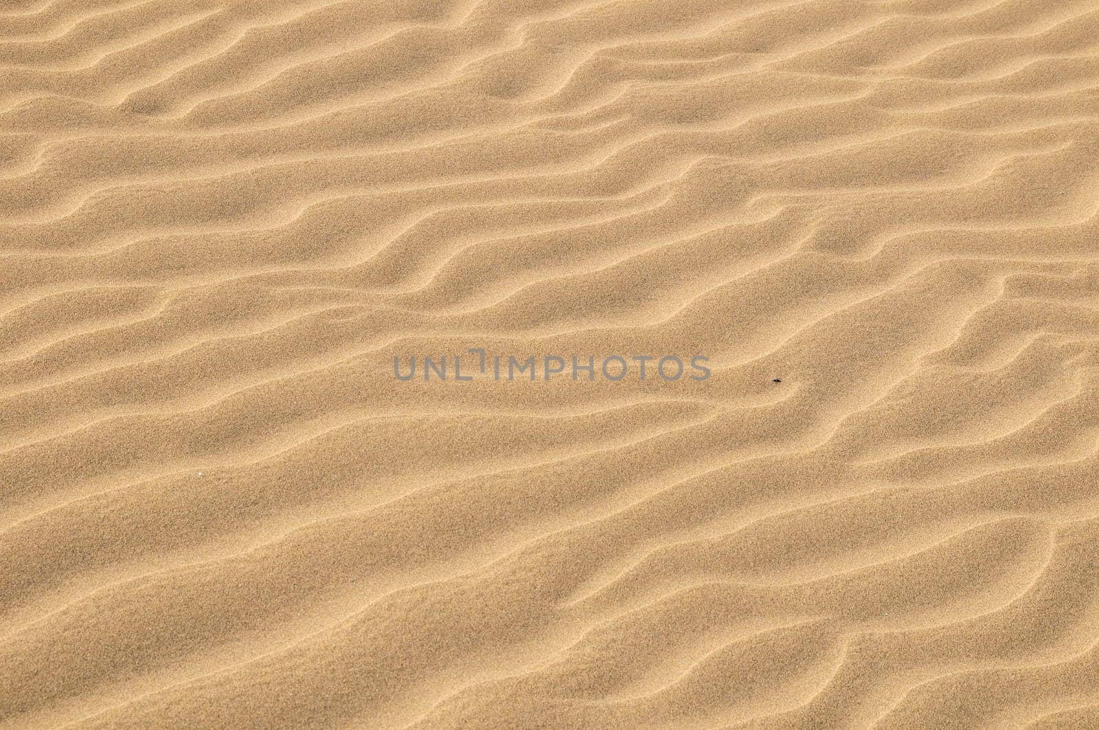 Texture Sand Dune Desert in Gran Canaria Island Spain