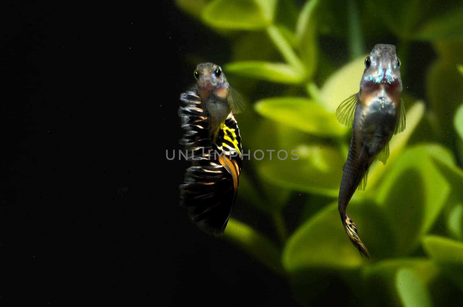 Guppy Multi Colored Fish in a Tropical Acquarium
