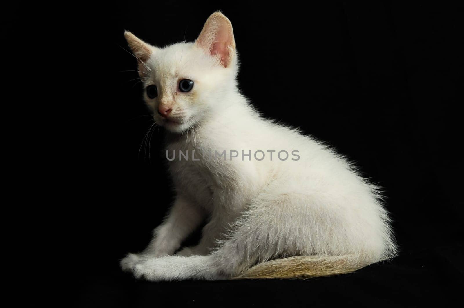 White Young Baby Cat on a Black Background