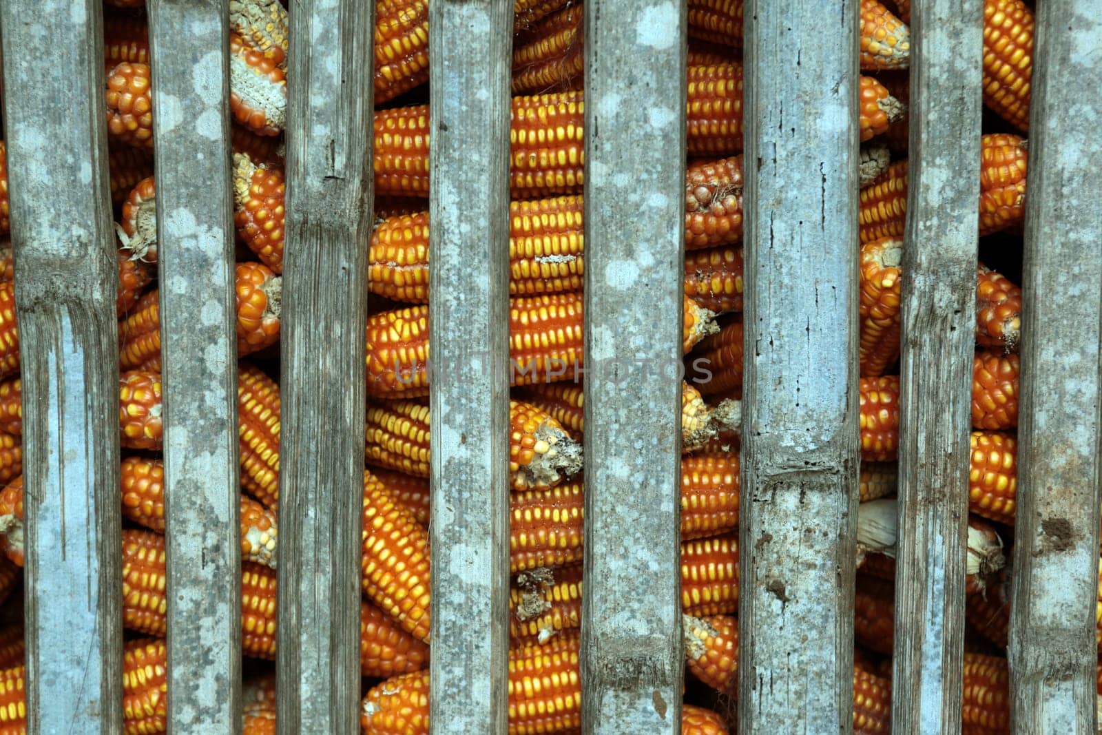 Traditionally dressed woman of a tribe of Lahu or Lisu harvesting corn cobs in a corn field near Dof Chiang Dao in Chiang Mai in northern Thailand.