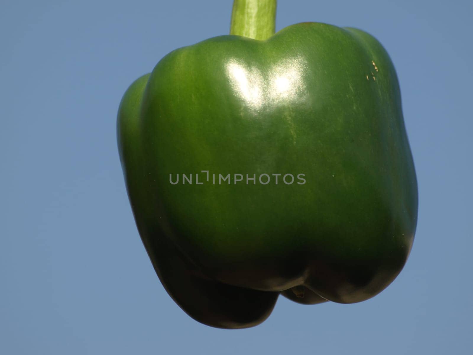 Pepper