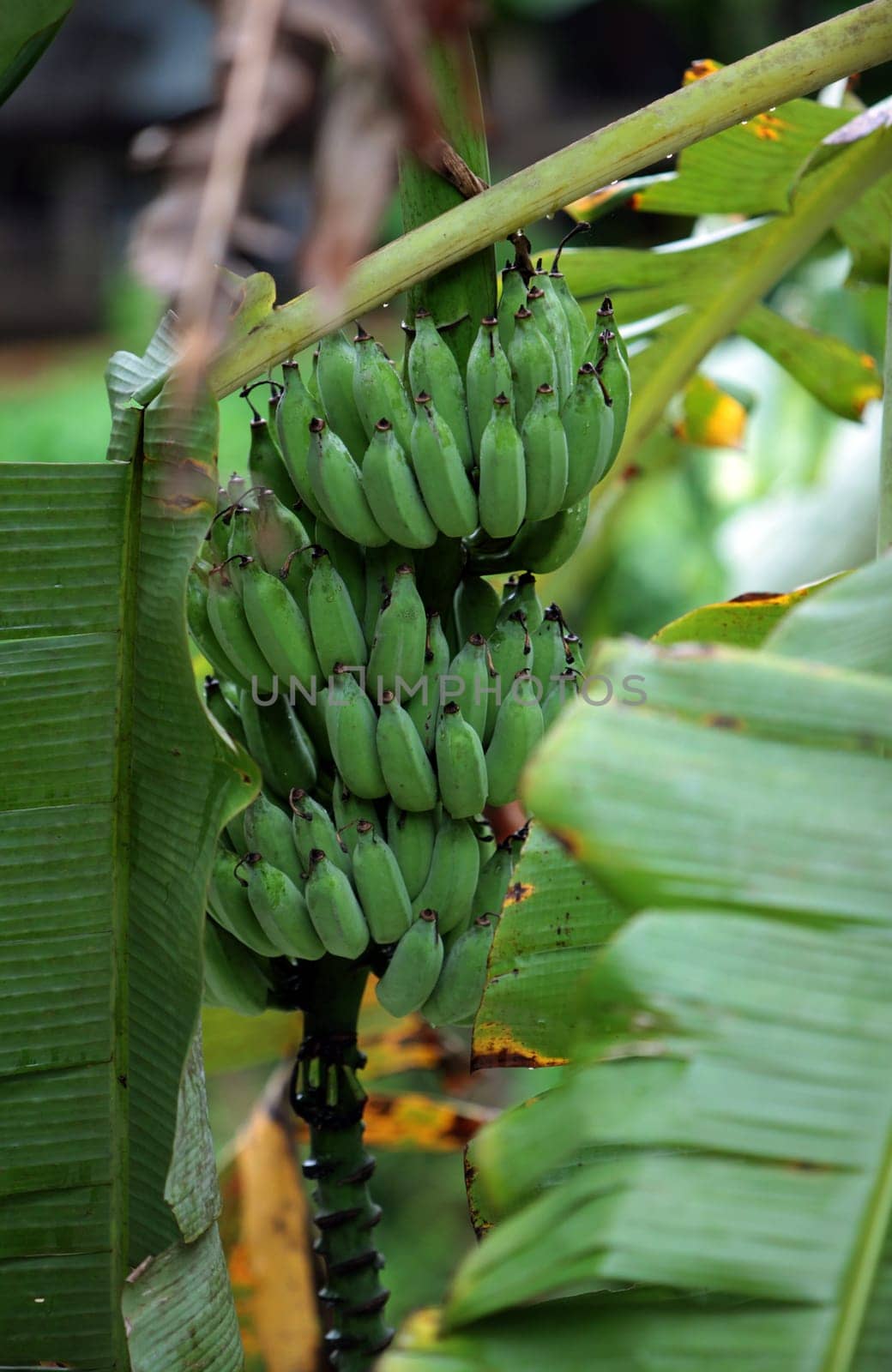 A banana tree near the village of Chiang Dao near Chiang Mai in northern Thailand.