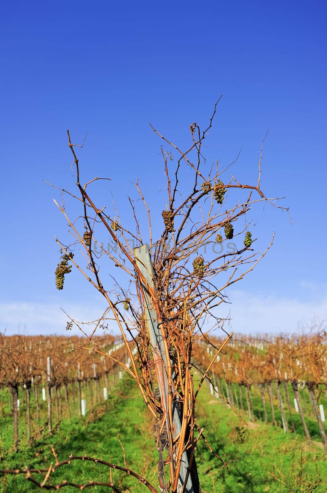 Vineyard in autumn with grapes