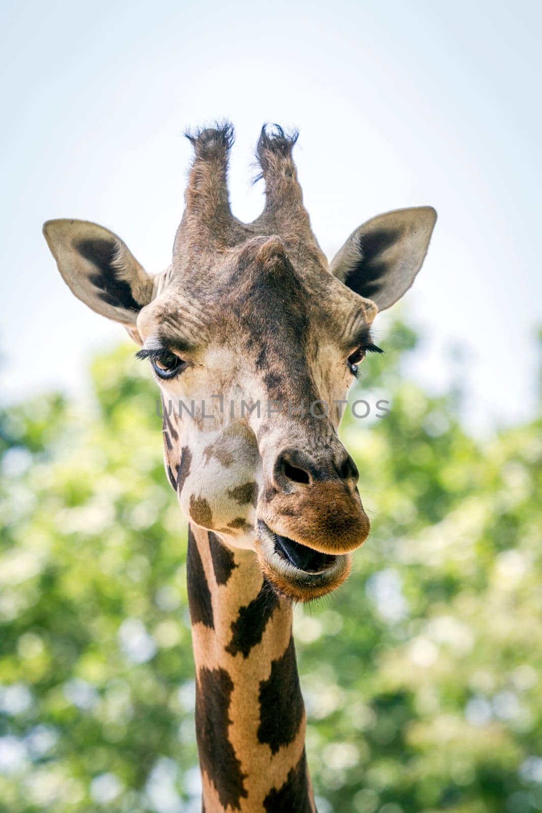 Giraffe