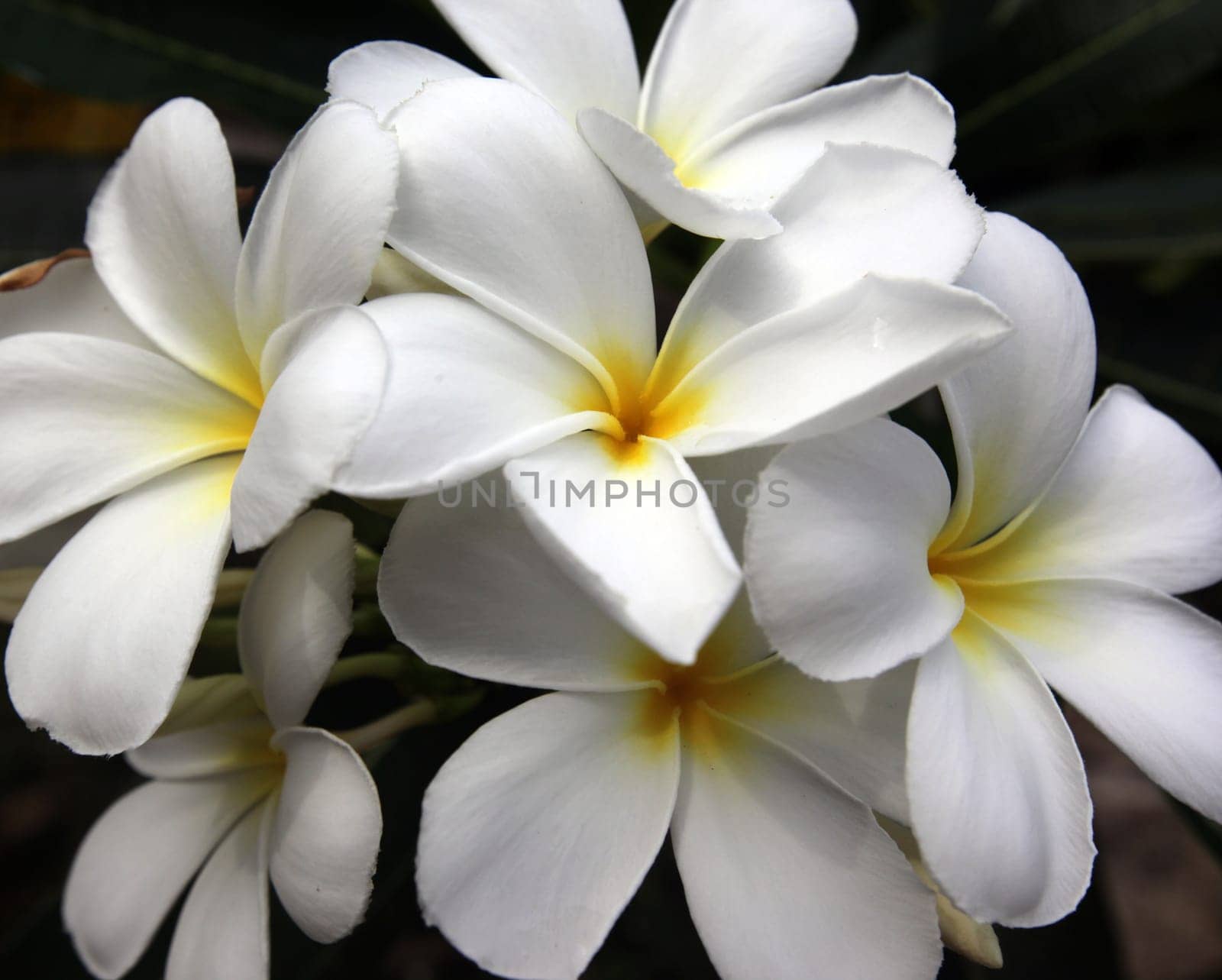 Blumen auf der Insel Ko Tao im Golf von Thailand im Suedwesten von Thailand in Suedostasien.