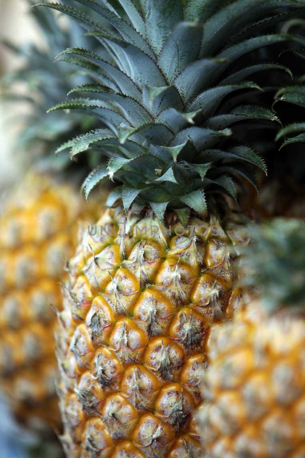 Ananas Frucht auf der Insel Ko Tao im Golf von Thailand im Suedwesten von Thailand in Suedostasien.