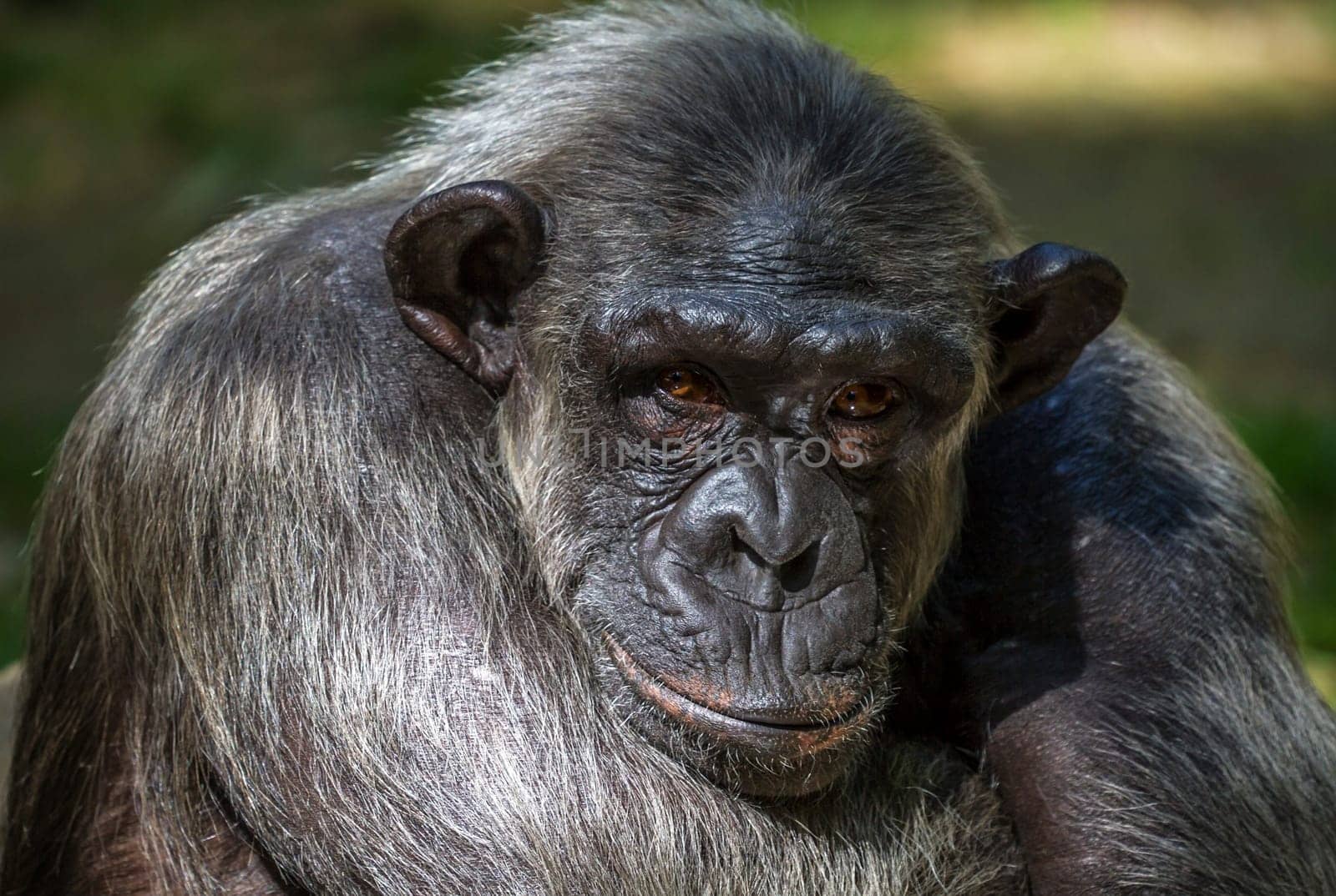 Closeup of chimpanzee Pan troglodytes, Vertical image position staring