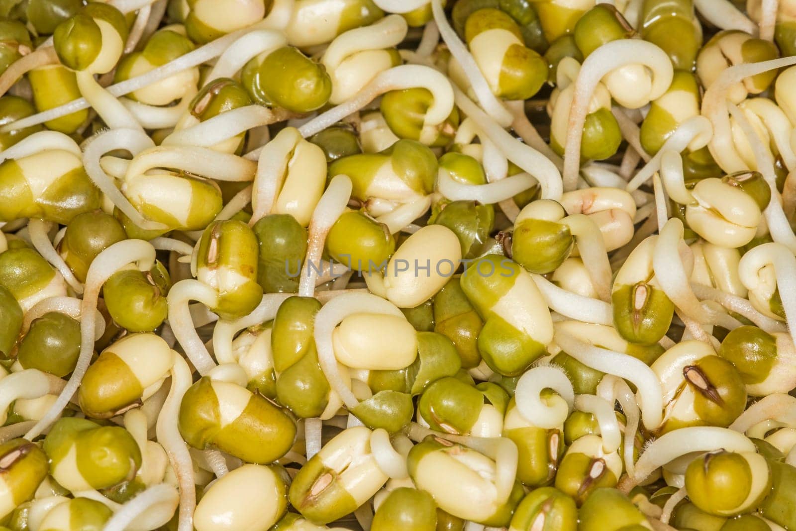 Soybean sprouts