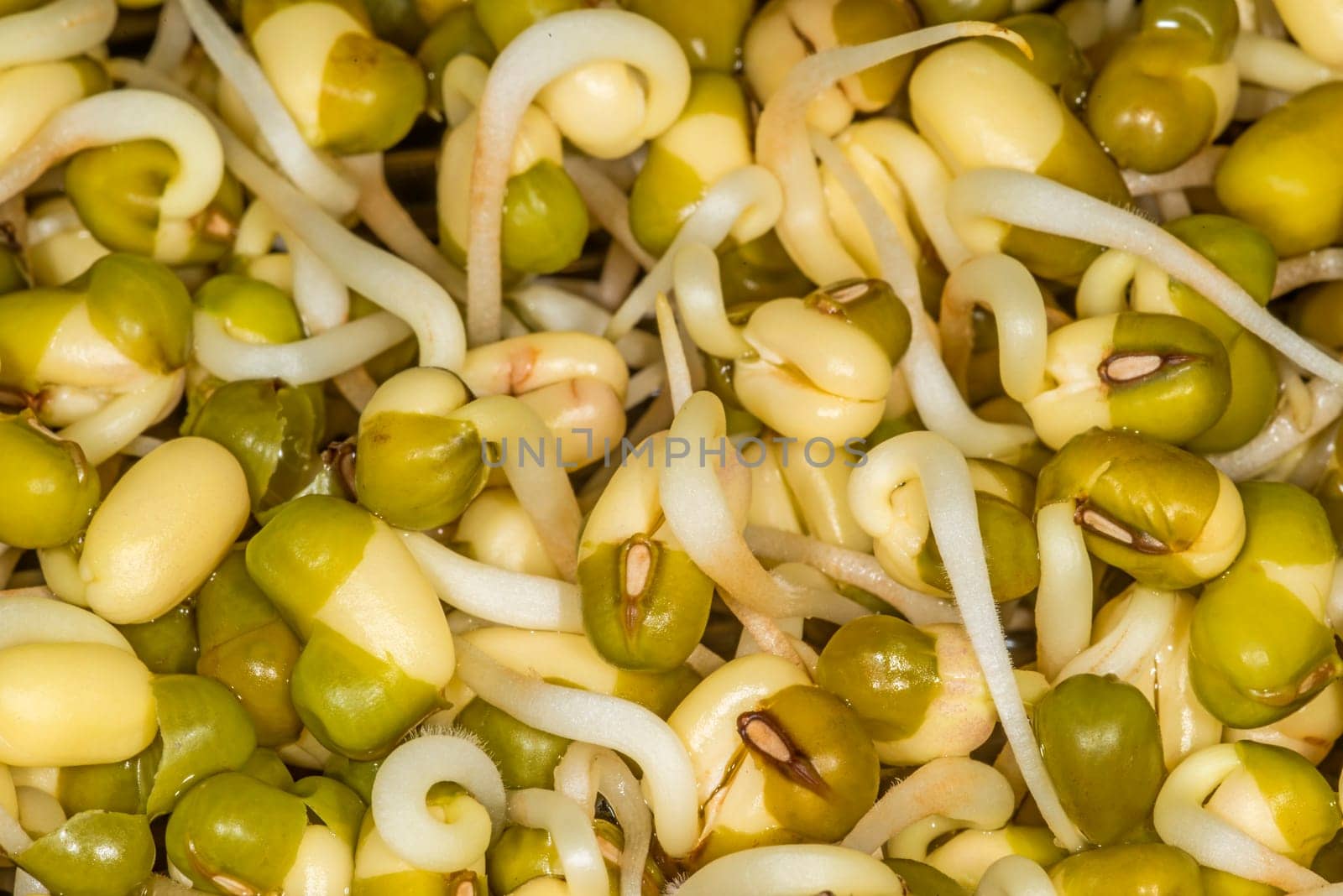 Soybean sprouts