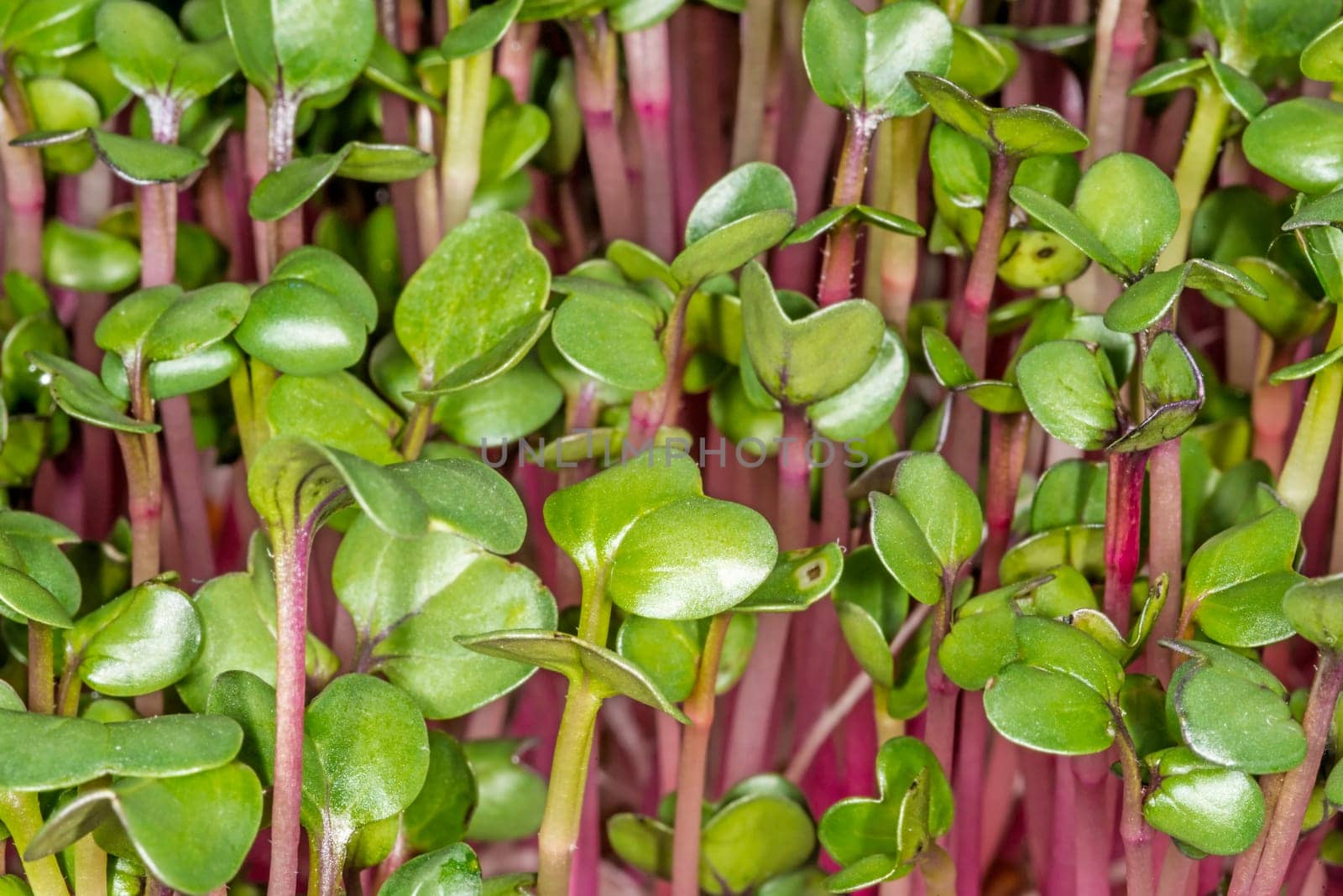 Radish sprouts