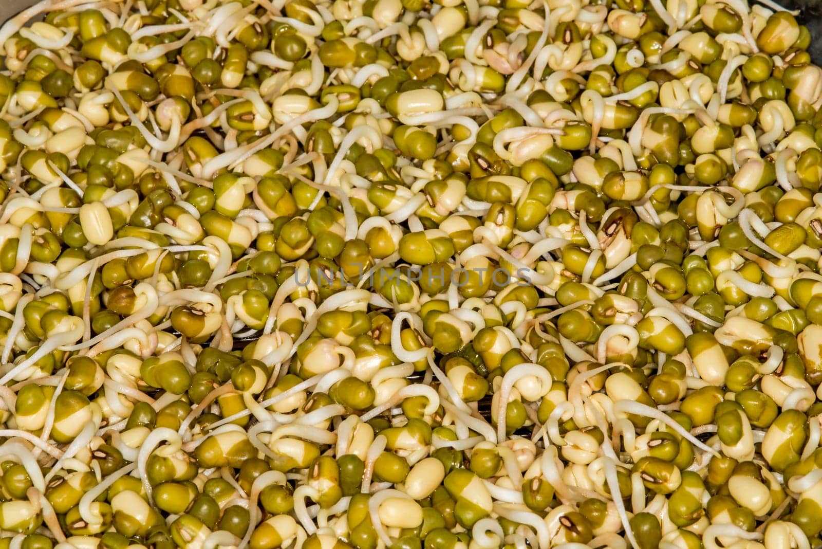 Soybean sprouts