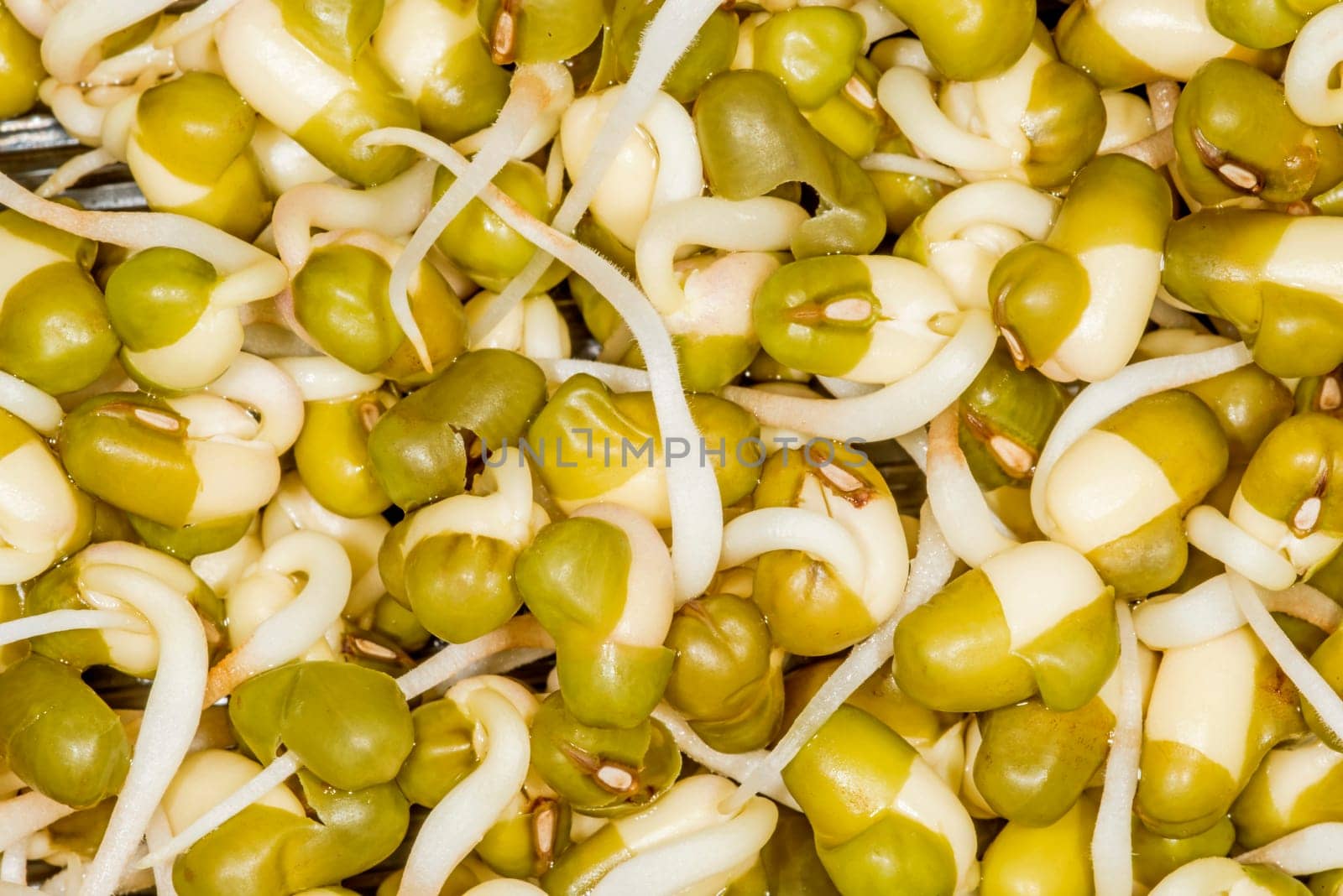 Soybean sprouts