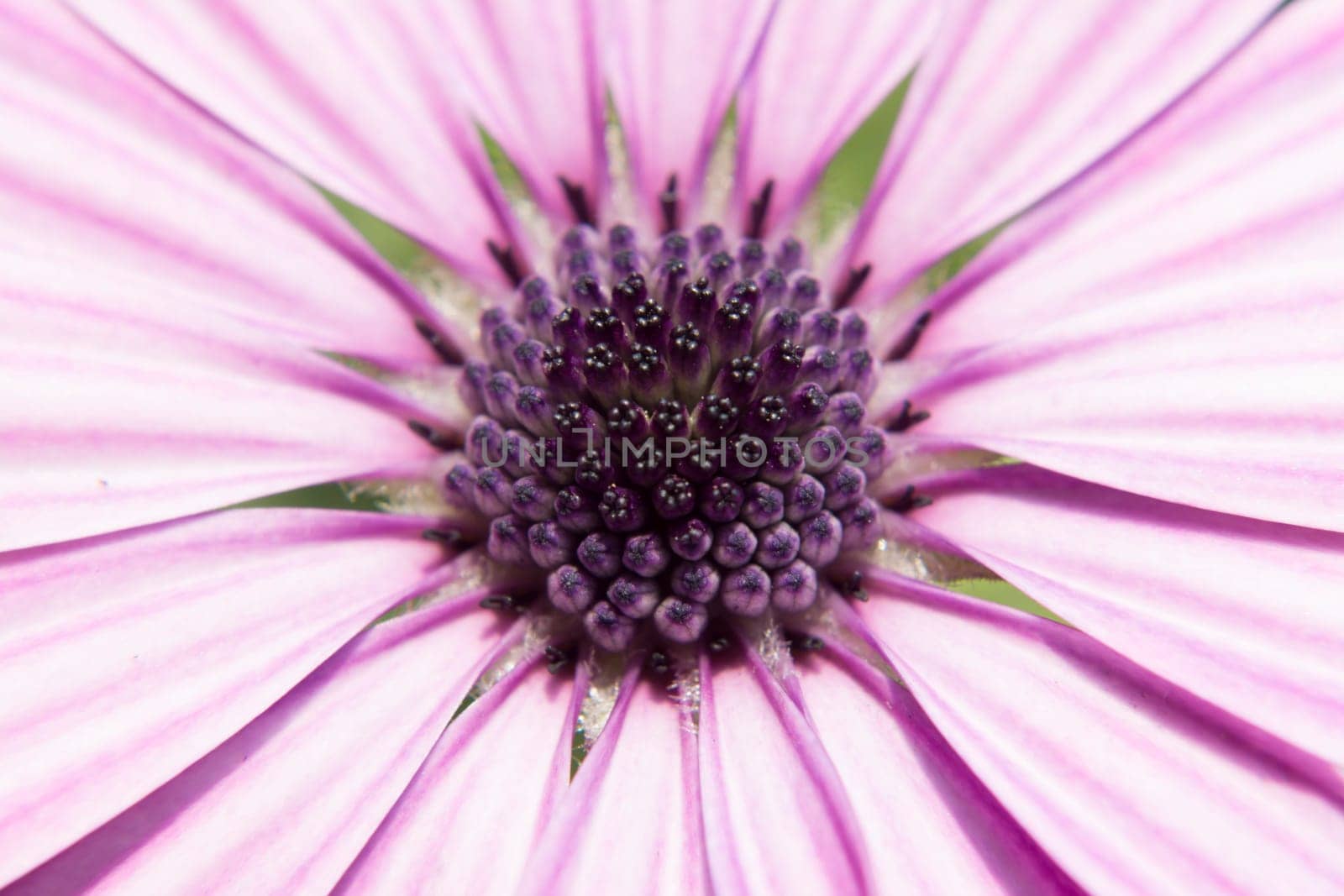 Detail to the petals pistil and stamen of a daisy.