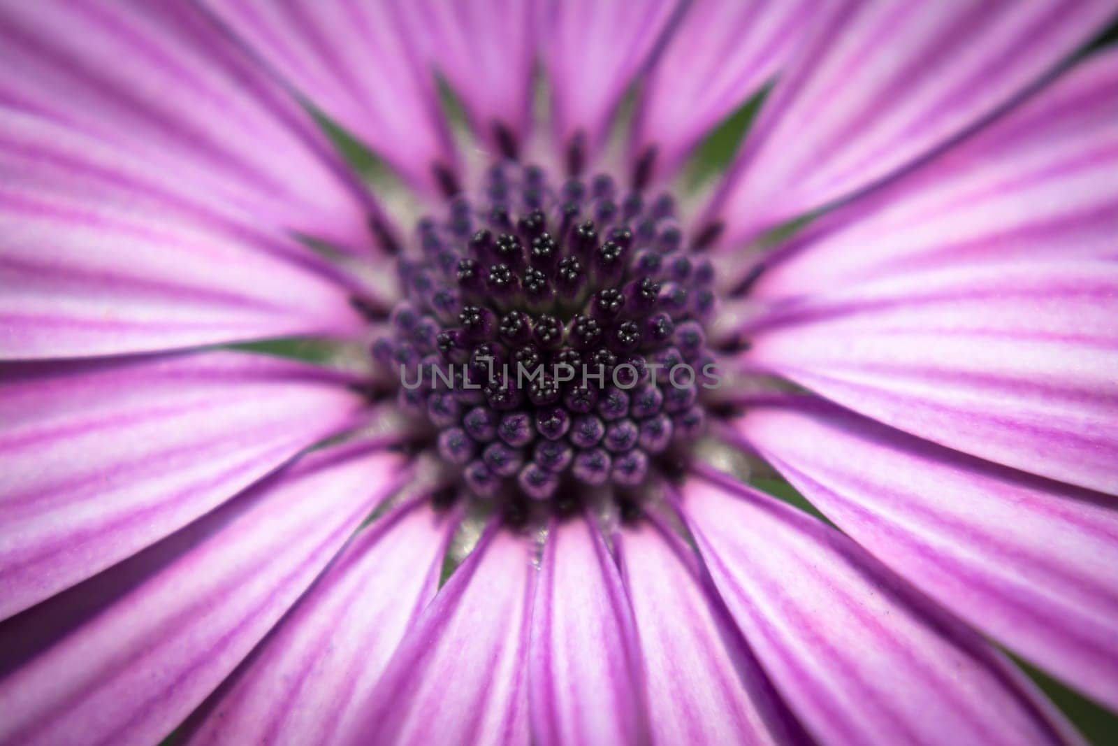 Detail to the petals pistil and stamen of a daisy.