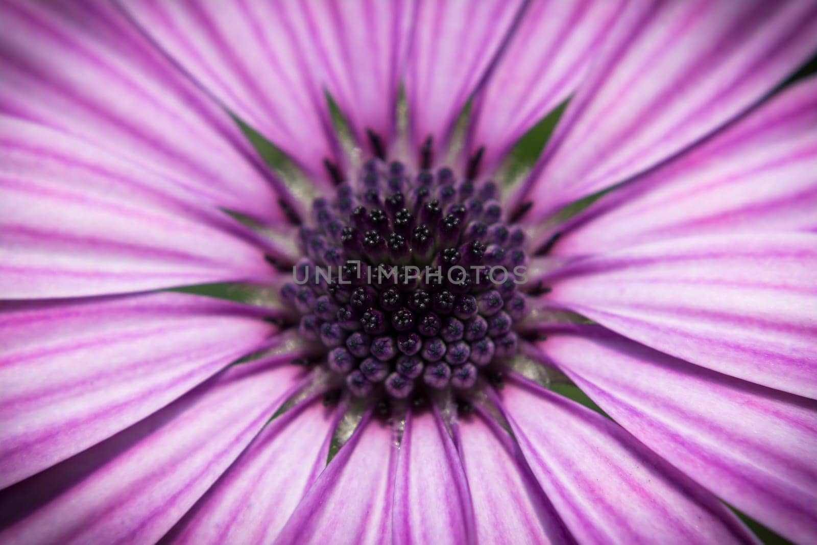 Detail to the petals pistil and stamen of a daisy.