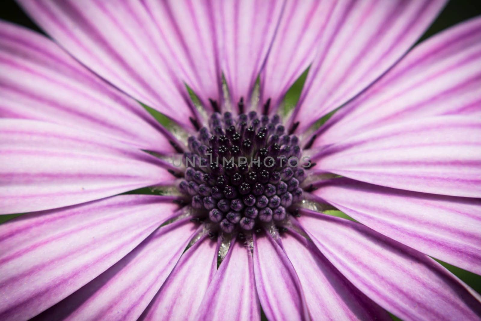Detail to the petals pistil and stamen of a daisy.
