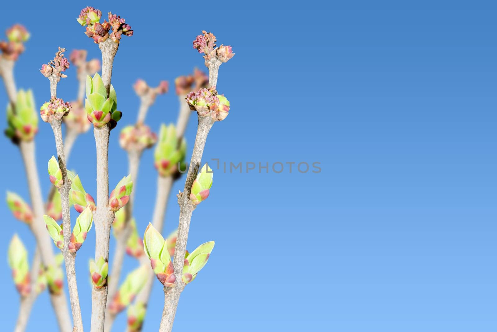 Spring blooming green bush branches with leaves against blue sky