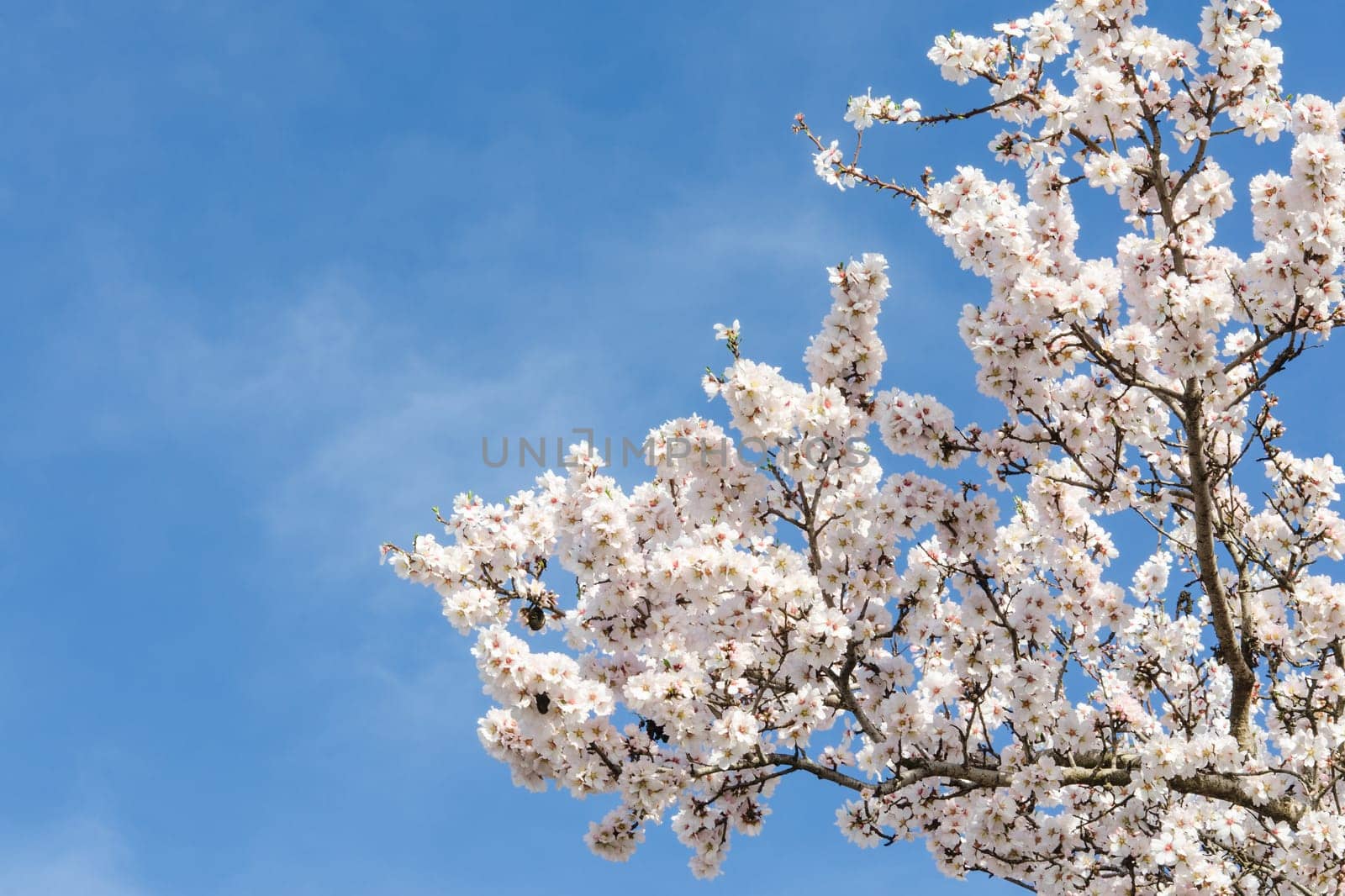 Almond tree springtime blooming of white flowers over blue sky with free space for your text