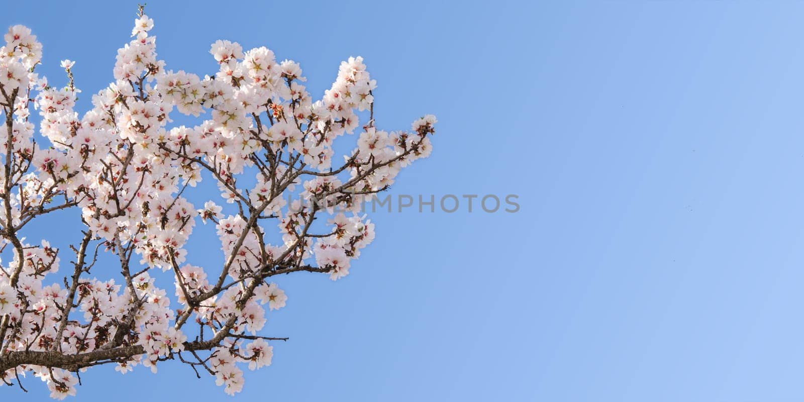 Big branch of springtime blossom almond tree with copy-space for text
