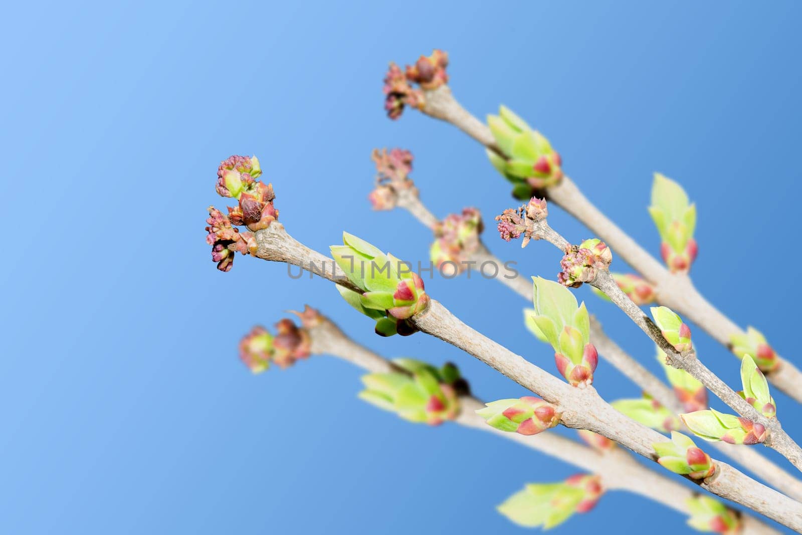 Spring tree branches with blooming green buds on clear blue sky as background