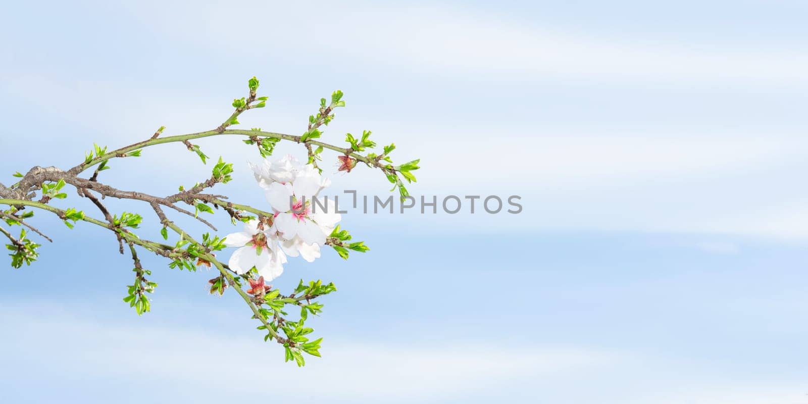 Spring blossom apricot tree against blue sky with copy-space place for text